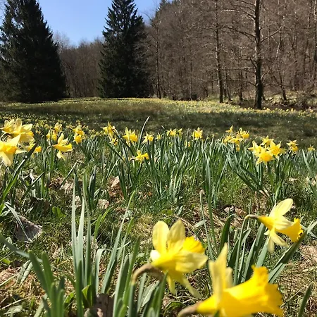 Daire Eifel-home Jakobs Monschau