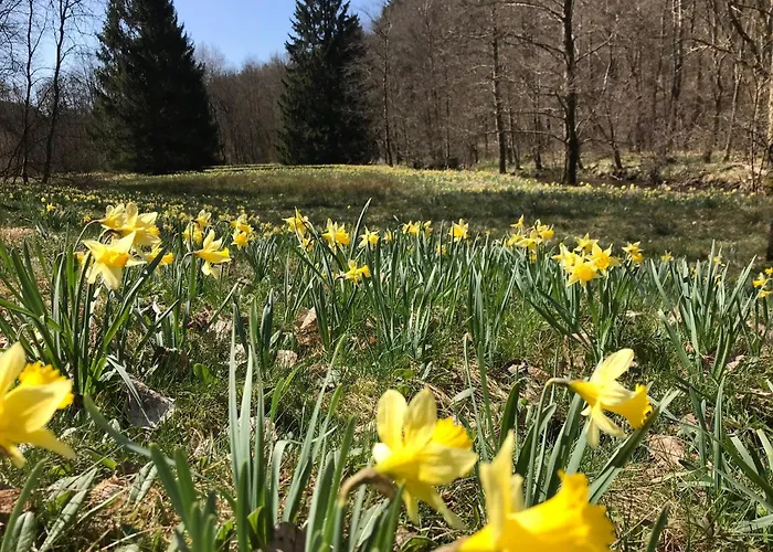 Διαμέρισμα Eifel-home Jakobs Μονσάου